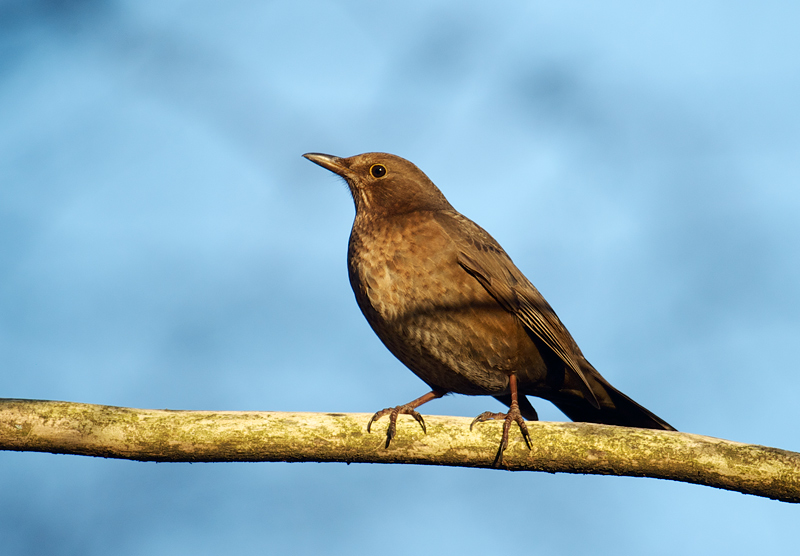 Svarttrost - Common blackbird (Turdus merula) ad. female.jpg